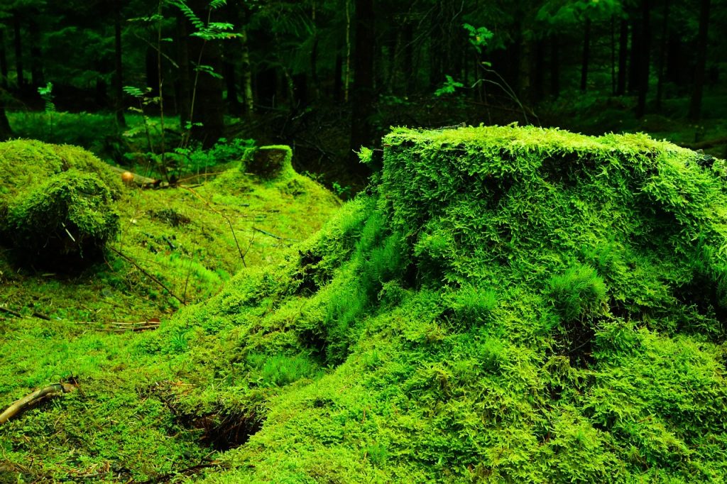 moss, forest, vegetation, plants, flora, wilderness, environment, nature, moss, moss, moss, moss, moss, forest