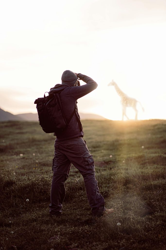 A lone photographer on grassy terrain capturing a giraffe silhouette during a breathtaking sunset.
